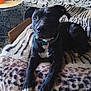 Goofy is registered to the contest to win money with this photo: dog, black_dog, pet, animal, indoor, blanket, patterned_blanket, collar, resting, lying_down, crate, skull_wallpaper, wallpaper, furniture, paw, ears, snout, cute, companion, house