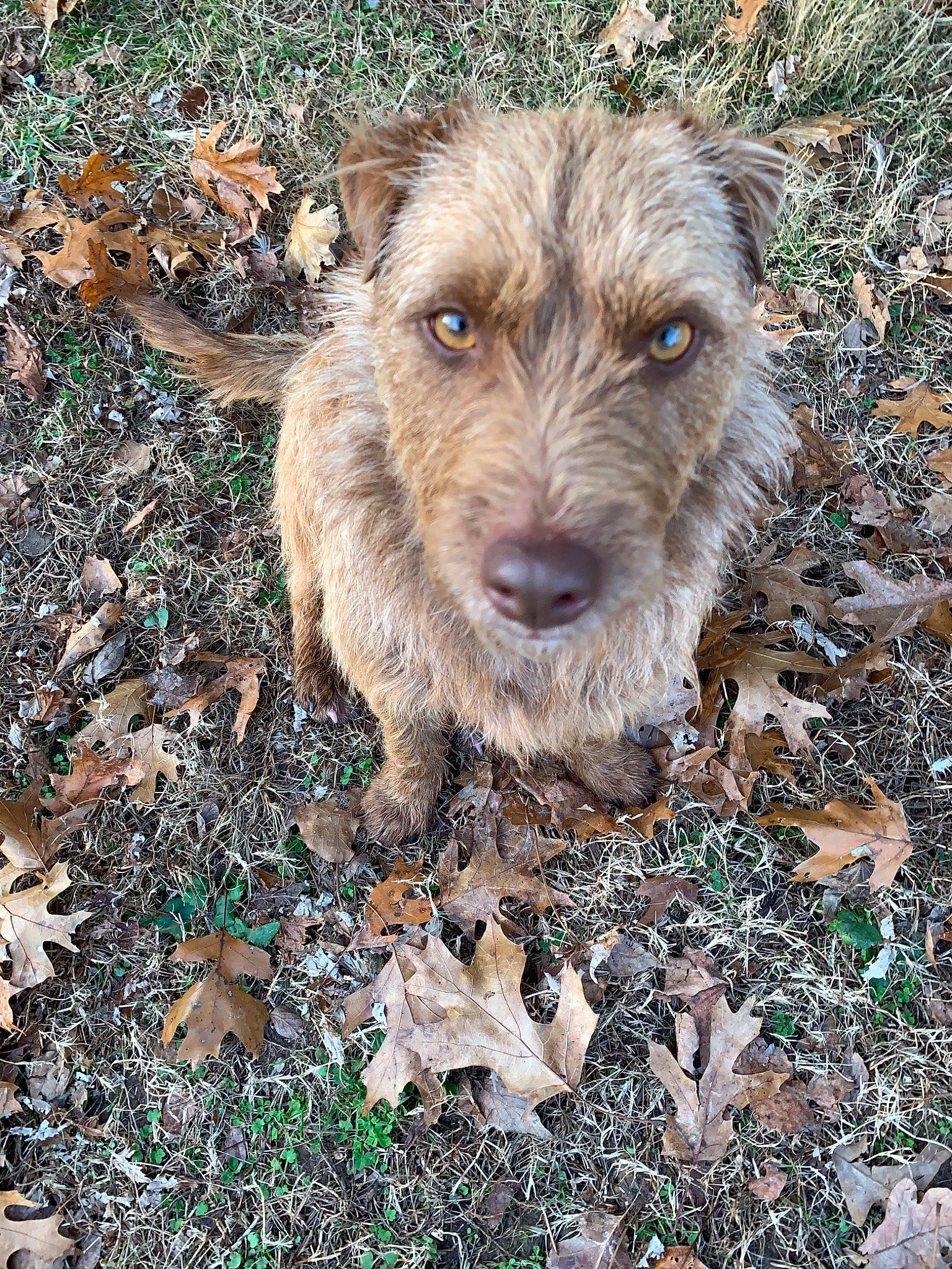 Cocoa is registered to the contest to win money with this photo: bosnian_coarse_haired_hound, canidae, carnivore, dog, dog_breed, mammal, rare_breed_dog, sporting_group, terrier, vertebrate, working_terrier