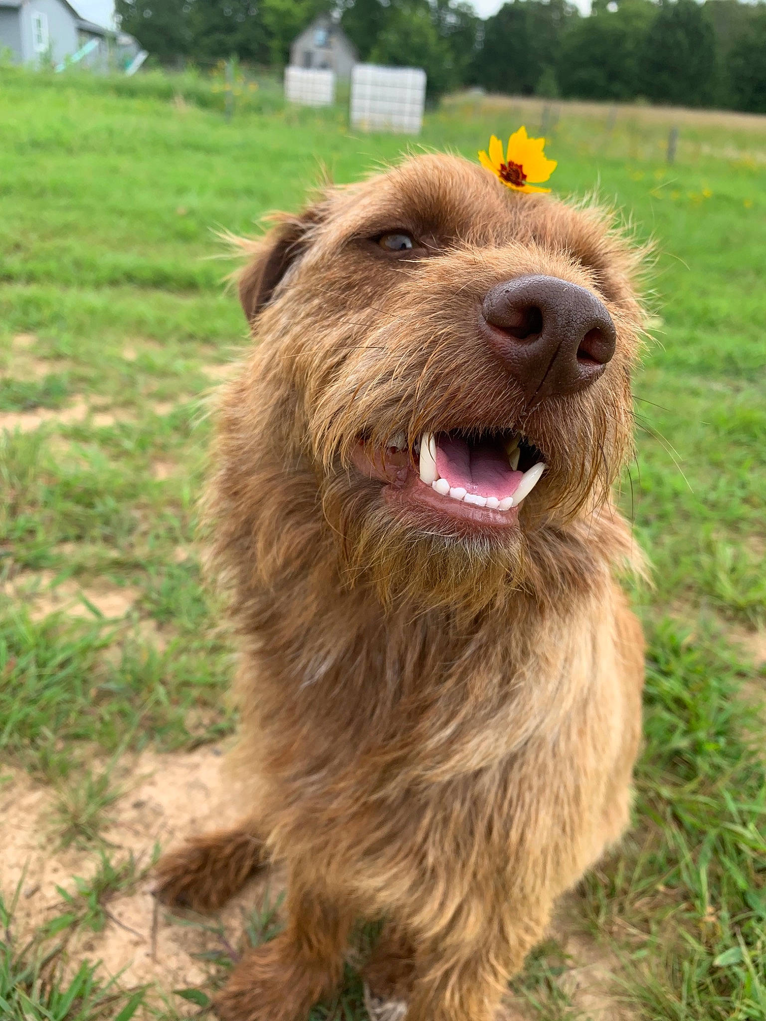 Cocoa joined the competition — help win amazing prizes! basque_shepherd_dog, bosnian_coarse_haired_hound, canidae, carnivore, companion_dog, dog, dog_breed, dutch_smoushond, irish_terrier, mammal, rare_breed_dog, sporting_group, styrian_coarse_haired_hound, terrier, vertebrate, wirehaired_pointing_griffon