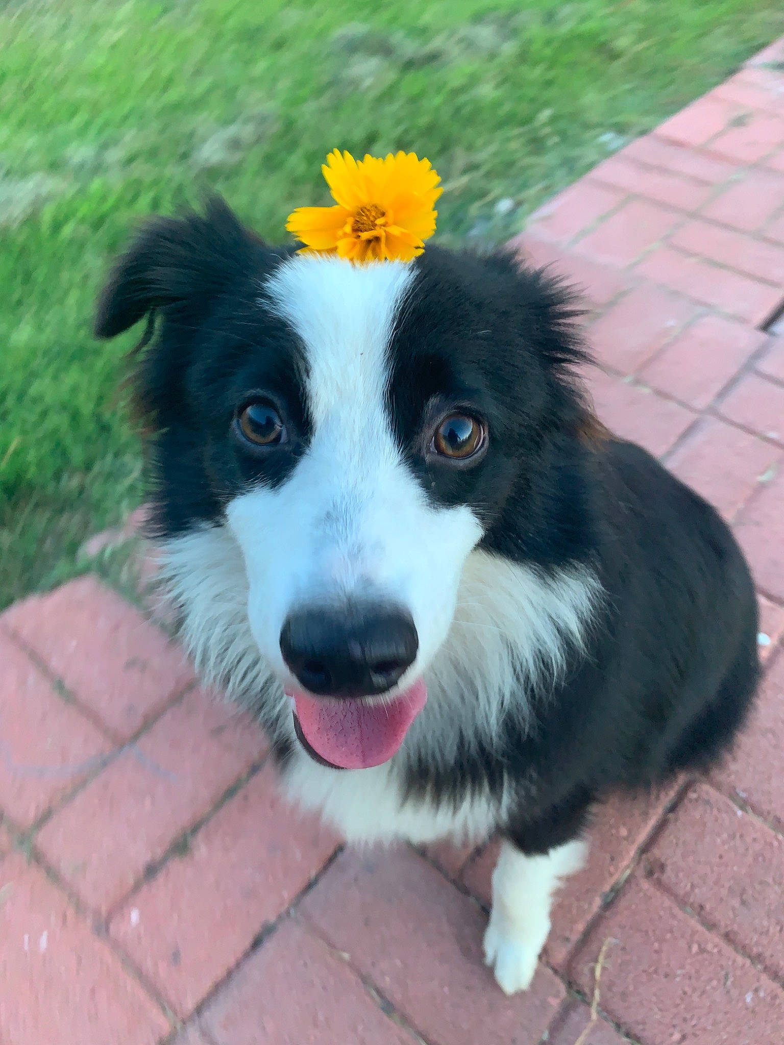 Shiloh joined the competition — help win amazing prizes! australian_collie, border_collie, canidae, carnivore, collie, companion_dog, dog, dog_breed, english_shepherd, herding_dog, mammal, nose, rare_breed_dog, scotch_collie, snout, sporting_group, stabyhoun, vertebrate, welsh_sheepdog, working_dog