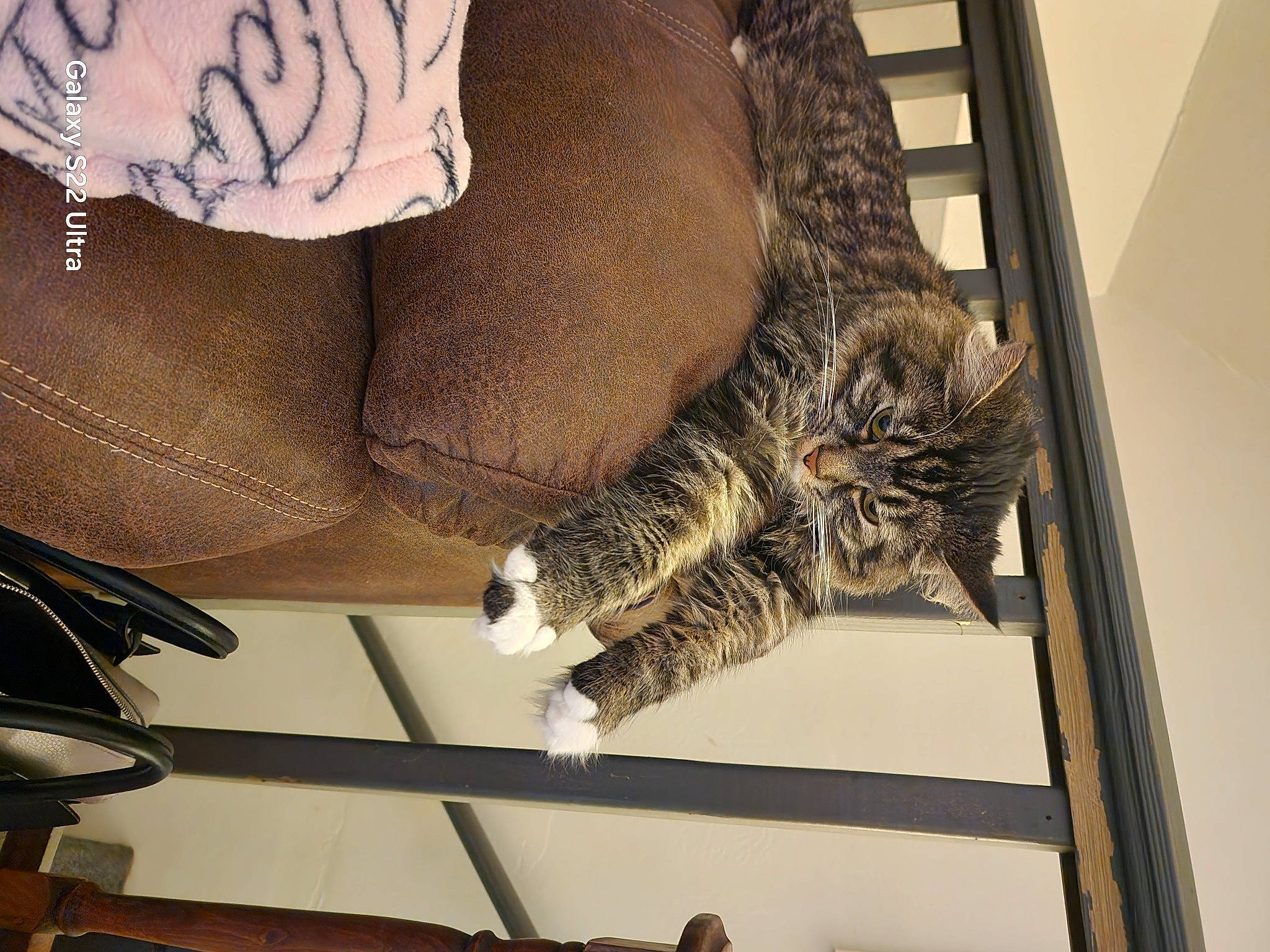 Margo is registered to the contest to win money with this photo: big_cats, carnivore, cat, claw, comfort, domestic_short_haired_cat, felidae, fur, human_leg, metal, nap, pattern, paw, room, small_to_medium_sized_cats, snout, tail, terrestrial_animal, whiskers, wood