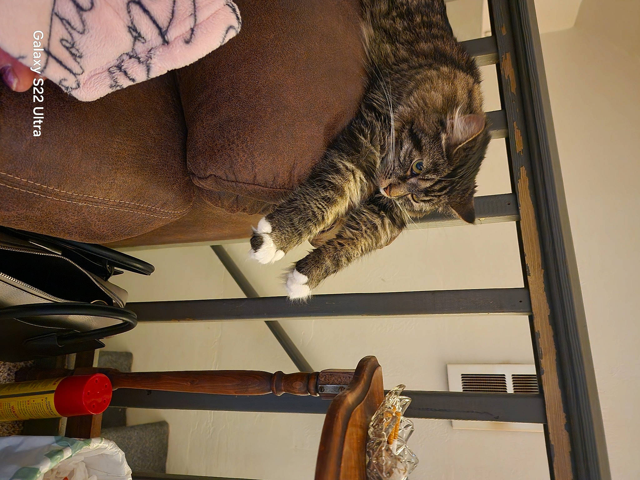 Margo joined the competition — help win amazing prizes! big_cats, carmine, cat, claw, domestic_short_haired_cat, felidae, fur, human_leg, pattern, room, shelf, shelving, small_to_medium_sized_cats, tail, terrestrial_animal, textile, tree, visual_arts, whiskers, wood