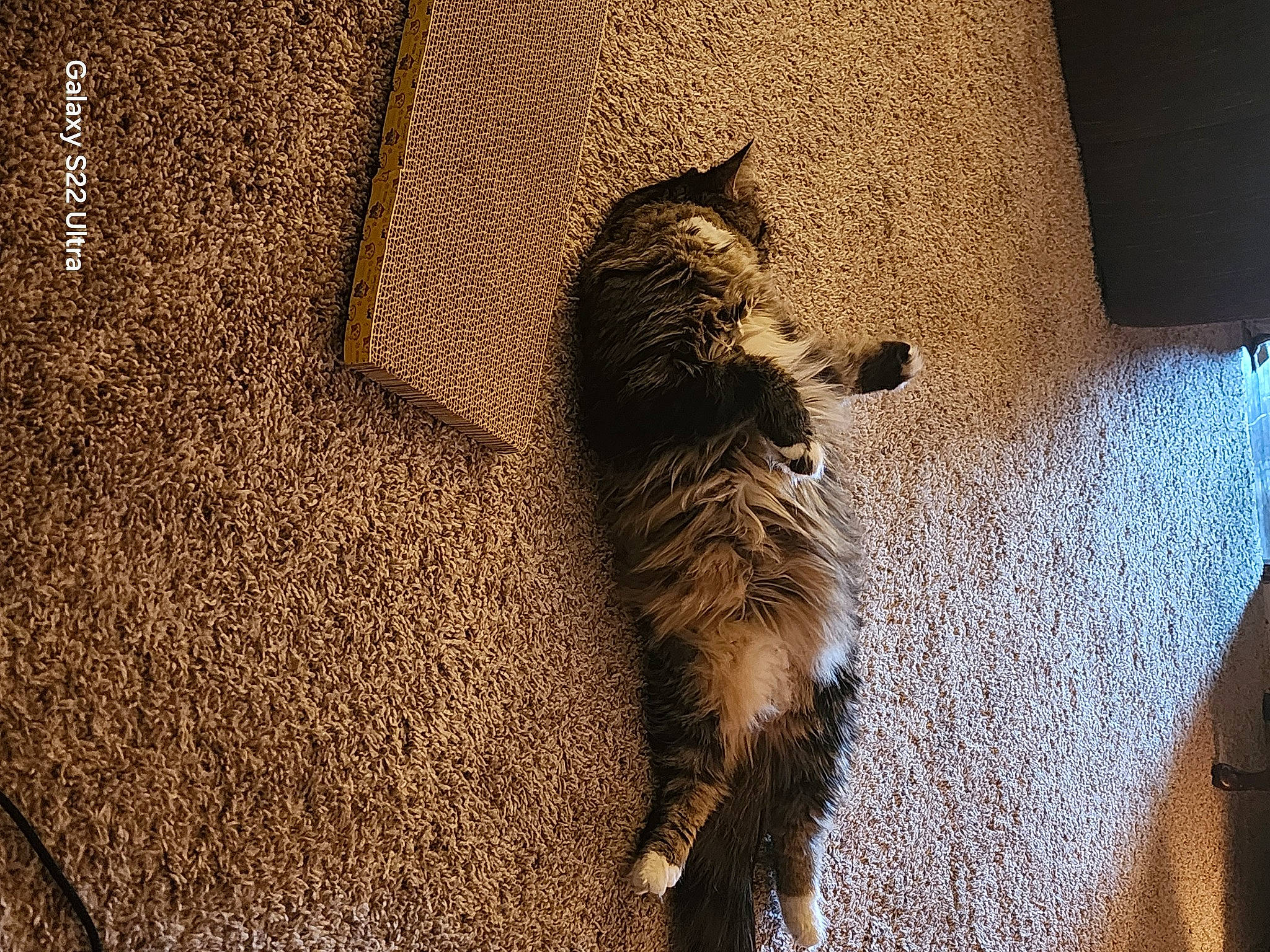 Margo is registered to the contest to win money with this photo: carnivore, cat, claw, domestic_short_haired_cat, door, felidae, floor, flooring, fur, grey, pattern, shadow, small_to_medium_sized_cats, tail, terrestrial_animal, tints_and_shades, trunk, whiskers, window, wood