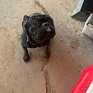 Blaze is registered to the contest to win money with this photo: dog, french_bulldog, black_dog, pet, animal, looking_up, tongue_out, concrete_floor, crack, debris, collar, indoor, curious, small_dog, close_up, floor, object, red_object, playful, cute