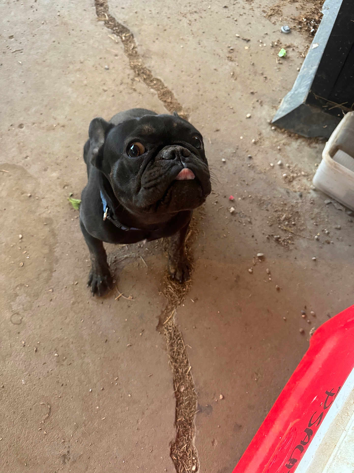 Blaze is registered to the contest to win money with this photo: dog, french_bulldog, black_dog, pet, animal, looking_up, tongue_out, concrete_floor, crack, debris, collar, indoor, curious, small_dog, close_up, floor, object, red_object, playful, cute