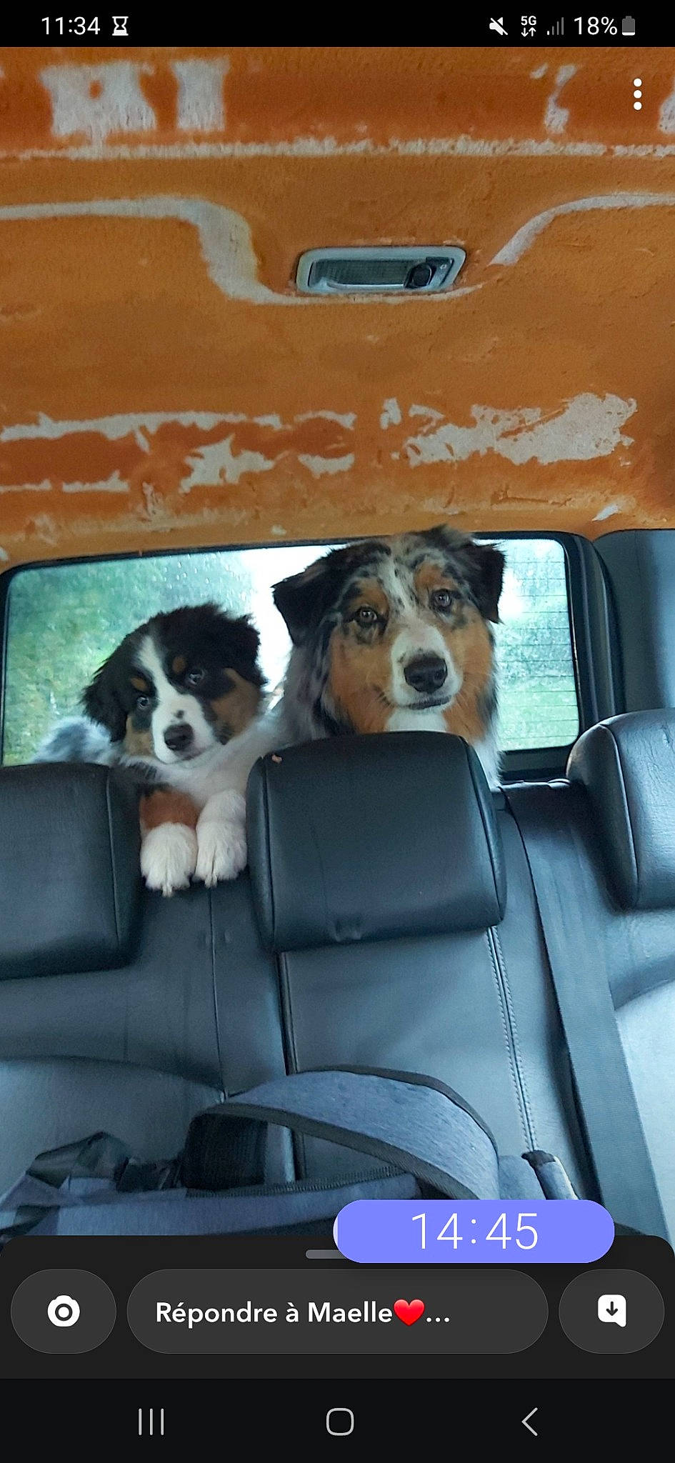 Oslo a rejoint le concours — aidez-le/la à gagner de superbes lots ! auto_part, automotive_design, automotive_exterior, automotive_mirror, car, car_seat, car_seat_cover, carnivore, companion_dog, dog, dog_breed, family_car, head_restraint, mode_of_transport, motor_vehicle, personal_luxury_car, seat_belt, vehicle, vehicle_door, window