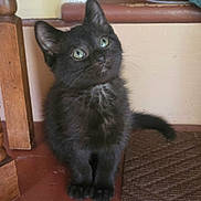 Ziggy Stardust joined the competition — help win amazing prizes! kitten, cat, black_cat, fluffy, fur, green_eyes, blue_eyes, whiskers, ears, animal, pet, sitting, stairs, staircase, indoors, wood, carpet, portrait, cute, head_tilt