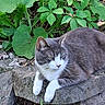 cat, gray_cat, white_paws, resting, outdoor, nature, green_leaves, stone, rocks, forest_floor, animal, pet, feline, whiskers, relaxed, side_view, mammal, wildlife, daylight, closeup
