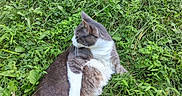 Toki is registered to the contest to win money with this photo: cat, gray_cat, white_cat, grass, greenery, outdoor, nature, animal, pet, relaxed, lying_down, feline, lush, leaves, plants, close_up, daylight, mammal, wildlife, resting