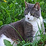 cat, gray_cat, white_cat, outdoor, grass, greenery, leaves, animal, pet, nature, relaxed, mammal, feline, whiskers, ears, eyes, sitting, close_up, daylight, calm