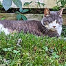 cat, grass, greenery, outdoor, relaxed, animal, pet, gray_cat, white_cat, feline, nature, wooden_fence, leaf, plant, resting, whiskers, closeup, summer, sunlight, quiet