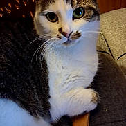 Lizzy is registered to the contest to win money with this photo: cat, heterochromia, basket, tabby, white_fur, indoor, pet, feline, relaxed, curious, whiskers, close_up, animal, resting, domestic_cat, cute, portrait, sitting, cozy, fur