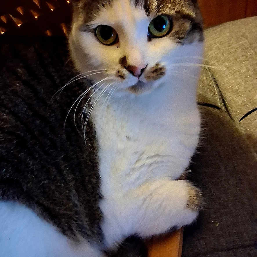 Lizzy