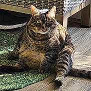 Phoenix joined the competition — help win amazing prizes! animal, cat, curious, domestic_cat, ears, feline, floor, fur, green_rug, indoor, paw, pet, relaxed, rug, sitting, sunlight, tabby, tail, whiskers, wooden_floor