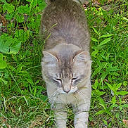 Lokey joined the competition — help win amazing prizes! cat, animal, pet, feline, grass, outdoor, nature, greenery, stretching, fur, whiskers, mammal, plant, leaf, wildlife, closeup, ground, daylight, curious, relaxed