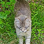 cat, animal, pet, feline, grass, outdoor, nature, greenery, stretching, fur, whiskers, mammal, plant, leaf, wildlife, closeup, ground, daylight, curious, relaxed