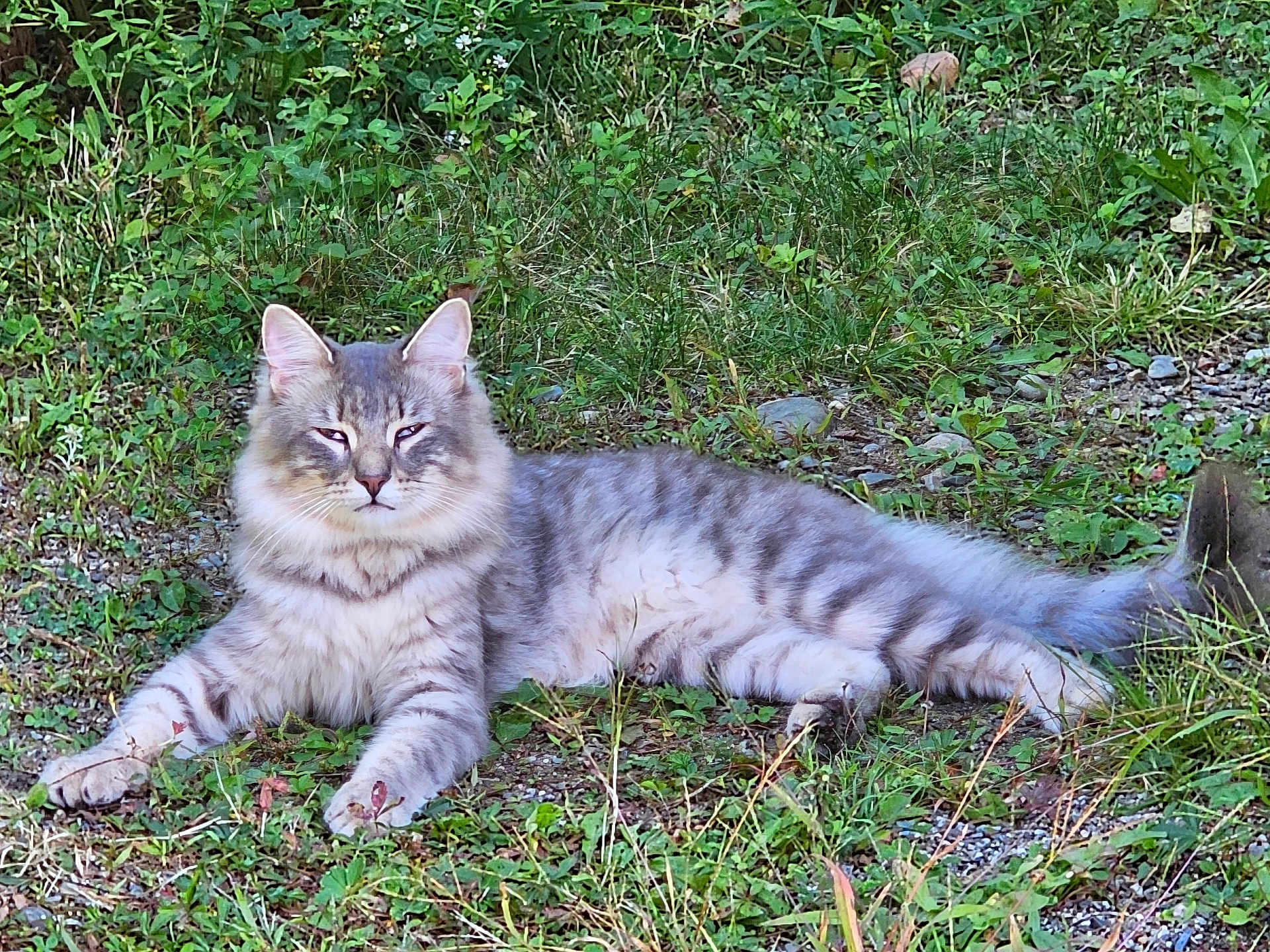Lokey is registered to the contest to win money with this photo: cat, animal, pet, gray_tabby, fluffy, grass, outdoor, nature, relaxed, lying_down, feline, whiskers, tail, ears, eyes, ground, rocks, greenery, mammal, fur