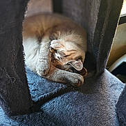 Lokey joined the competition — help win amazing prizes! animal, calm, cat, cat_tree, closeup, cozy, cute, feline, furry, indoor, nap, paw, peaceful, pet, plush, relaxed, resting, sleeping, soft, whiskers