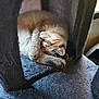 animal, calm, cat, cat_tree, closeup, cozy, cute, feline, furry, indoor, nap, paw, peaceful, pet, plush, relaxed, resting, sleeping, soft, whiskers