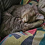 Lokey joined the competition — help win amazing prizes! cat, sleeping, fluffy, gray, cozy, blanket, patterned, soft, fur, resting, indoor, pet, cute, animal, relaxed, comfort, closeup, nap, warm, domestic