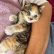 Romy participe au concours pour gagner de l'argent avec cette photo : kitten, cat, pet, cute, furry, small, blue_eyes, striped, orange, white, gray, towel, arm, bracelet, hand, casual_clothing, indoor, resting, close_up, curious