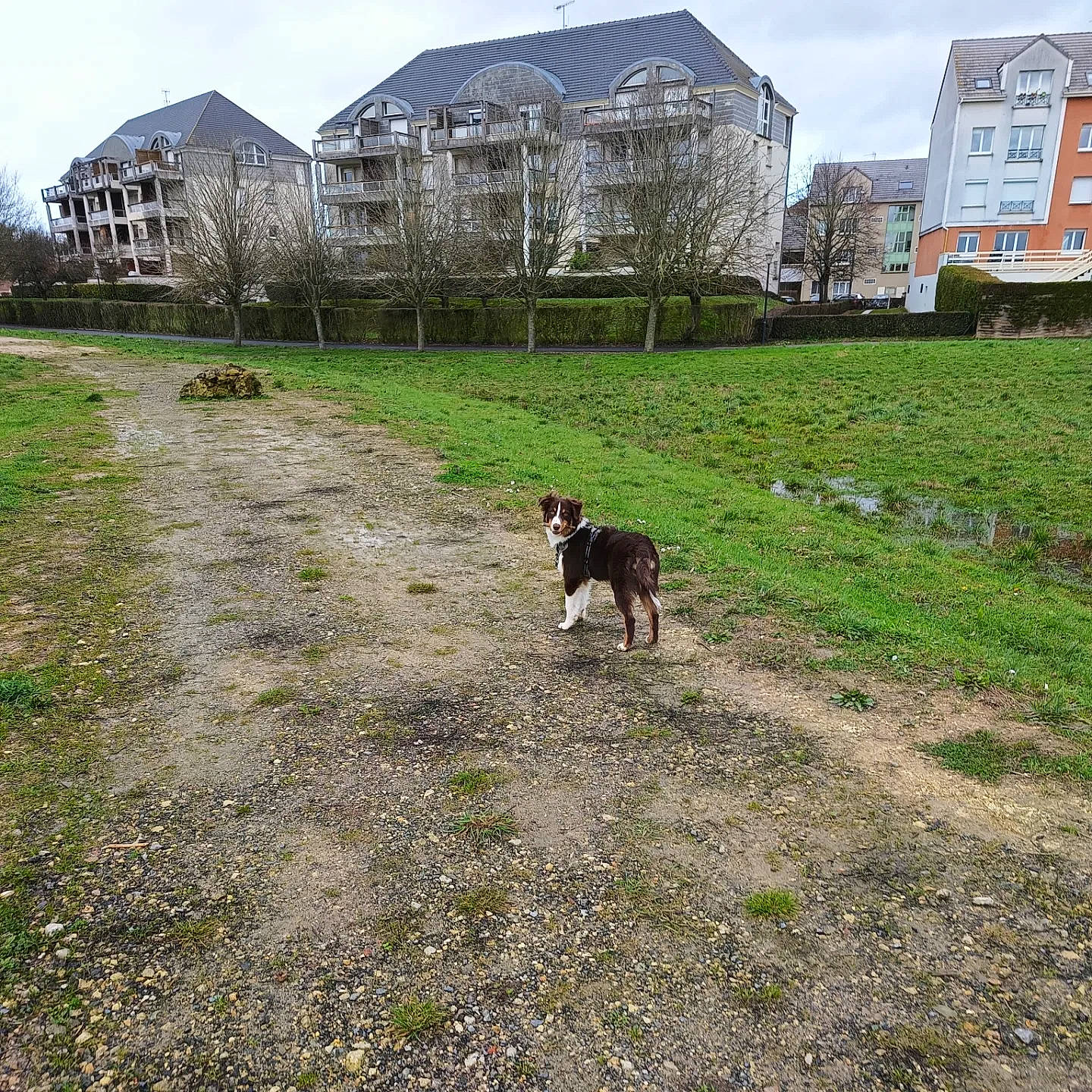 Loky participe au concours pour gagner de l'argent avec cette photo : building, carnivore, cloud, dog, dog_breed, grass, grass_family, grassland, groundcover, land_lot, landscape, lawn, pasture, plant, sky, sporting_group, tail, tree, window, working_animal