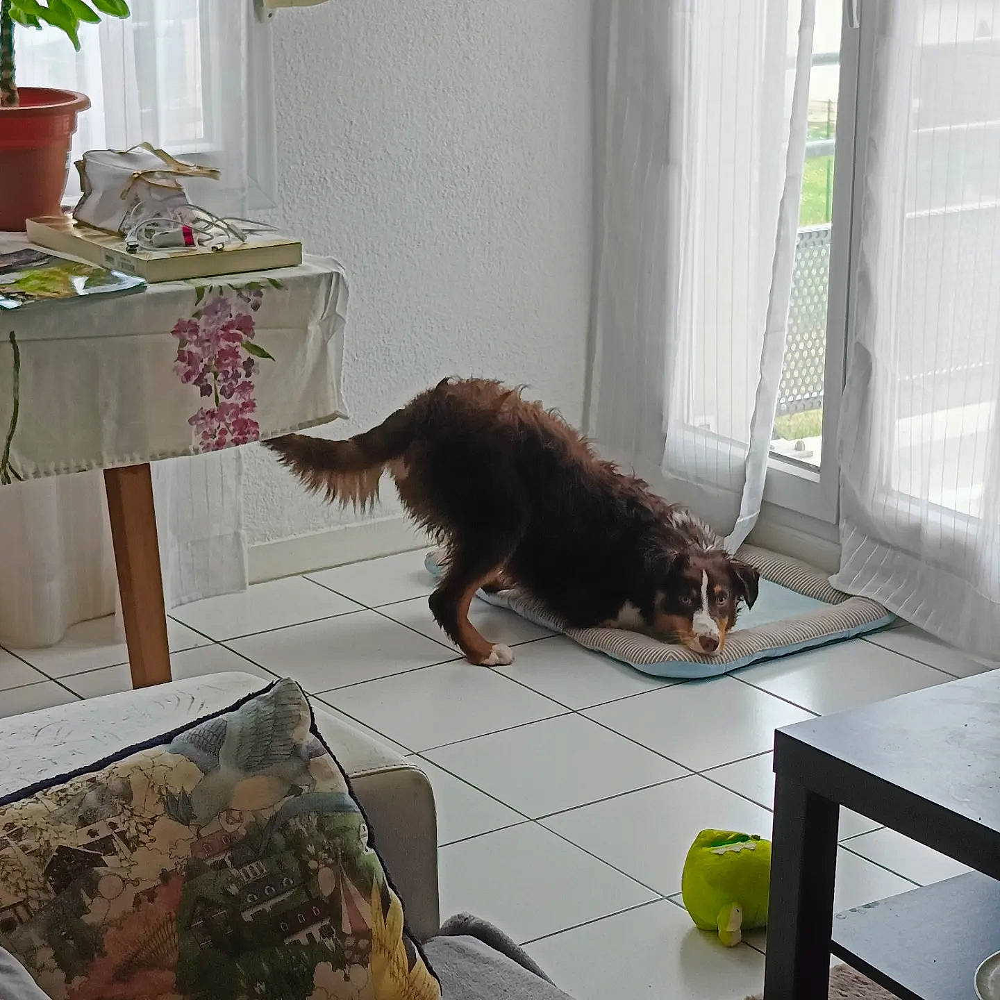 Loky participe au concours pour gagner de l'argent avec cette photo : carnivore, comfort, companion_dog, dog, dog_breed, dog_supply, door, felidae, floor, flooring, fur, hardwood, houseplant, liver, living_room, plant, small_to_medium_sized_cats, table, tail, window