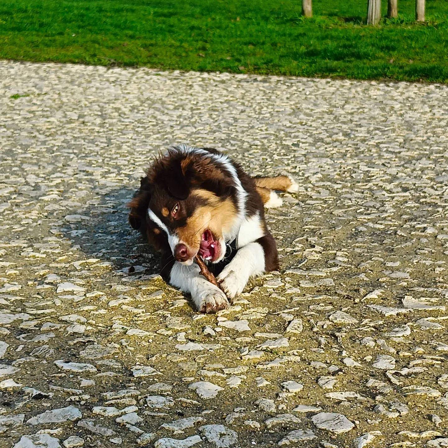 Loky a rejoint le concours — aidez-le/la à gagner de superbes lots ! asphalt, carnivore, companion_dog, dog, dog_breed, fawn, felidae, flooring, grass, landscape, leash, leisure, plant, road, road_surface, scotch_collie, shadow, sidewalk, soil, tail