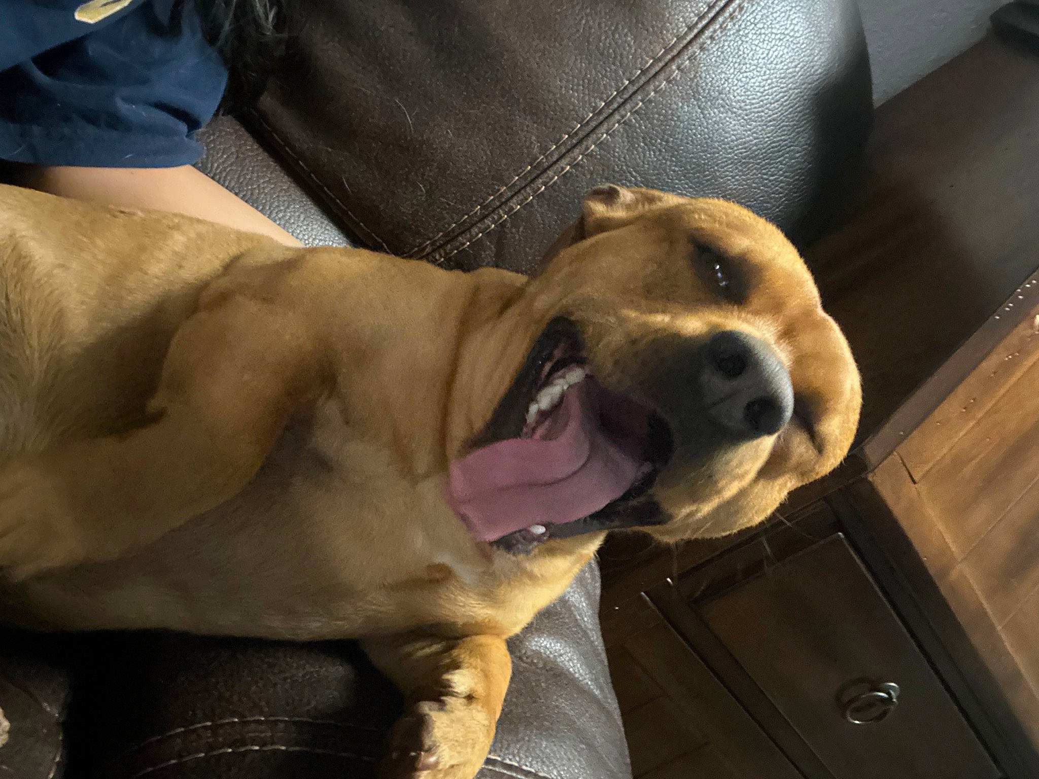 Poot joined the competition — help win amazing prizes! abdomen, canidae, carnivore, collar, comfort, companion_dog, dog, dog_breed, ear, fawn, fur, gesture, guard_dog, jaw, selfie, smile, snout, sporting_group, whiskers, working_animal