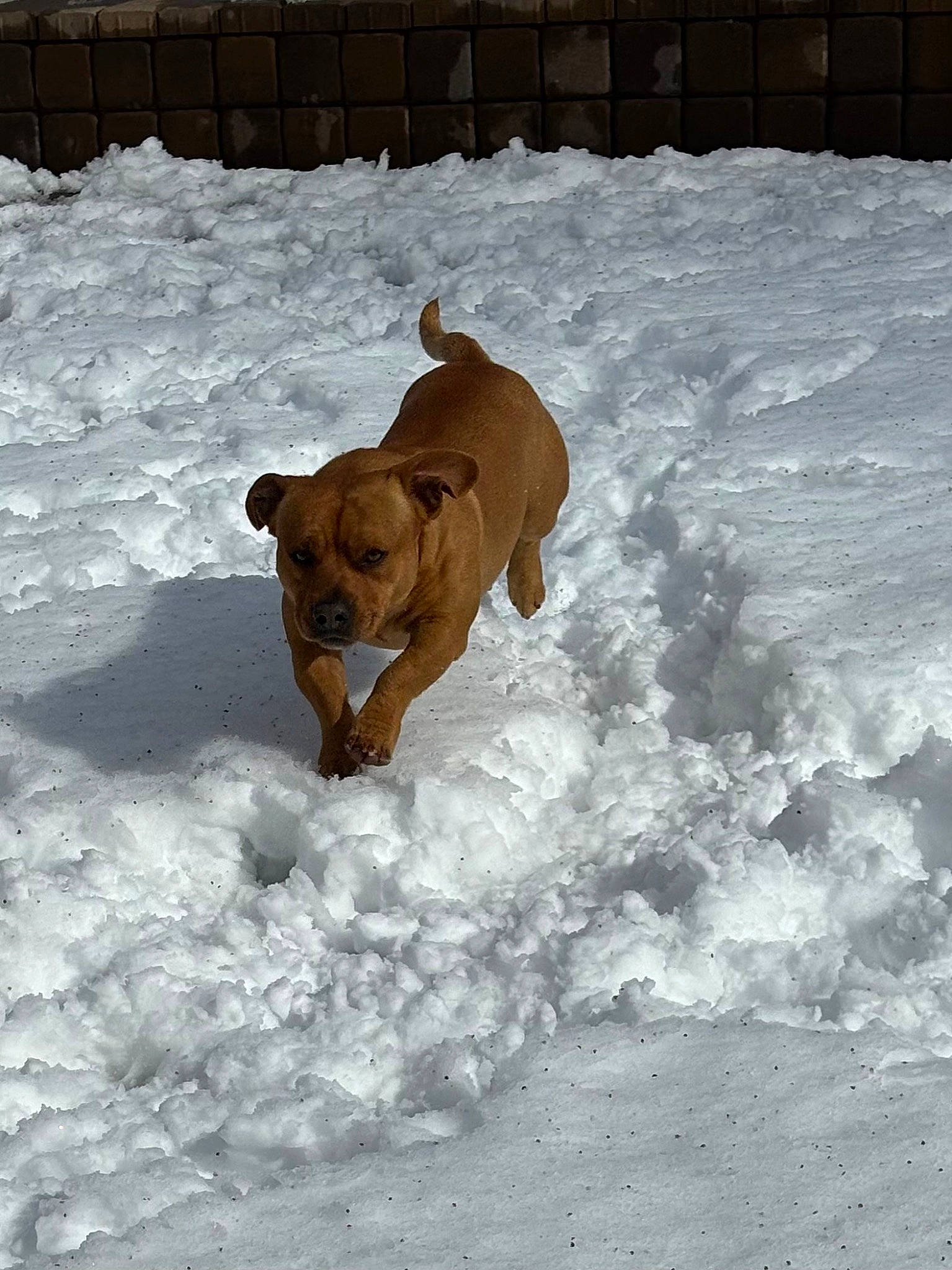 Poot is registered to the contest to win money with this photo: canidae, carnivore, companion_dog, dog, dog_breed, fawn, freezing, hunting_dog, non_sporting_group, pet_supply, precipitation, snout, snow, sporting_group, tail, winter, working_animal, working_dog