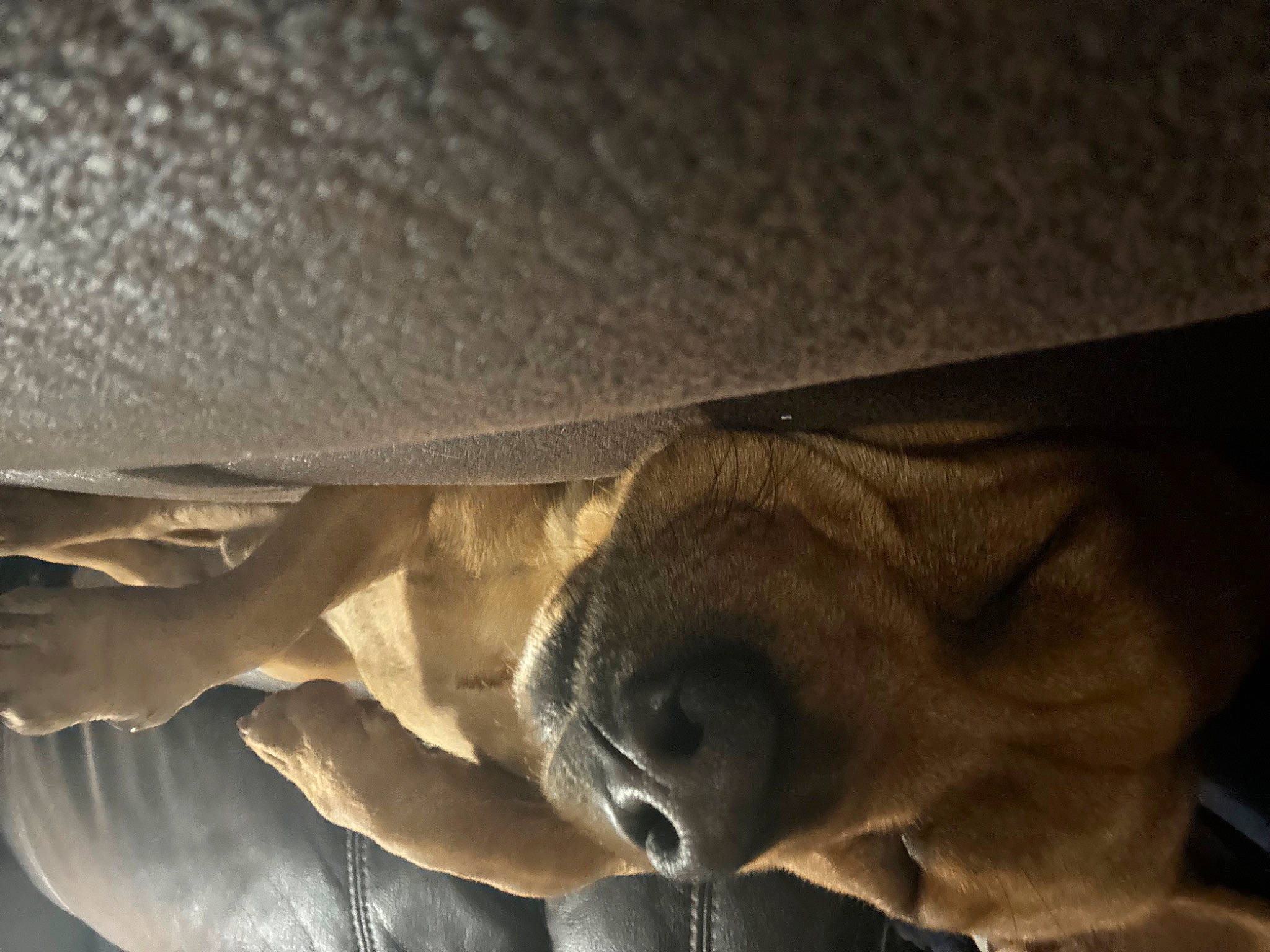 Poot is registered to the contest to win money with this photo: comfort, elbow, electric_blue, finger, foot, gesture, human_leg, leg, metal, shadow, tints_and_shades, wood, working_animal, wrist