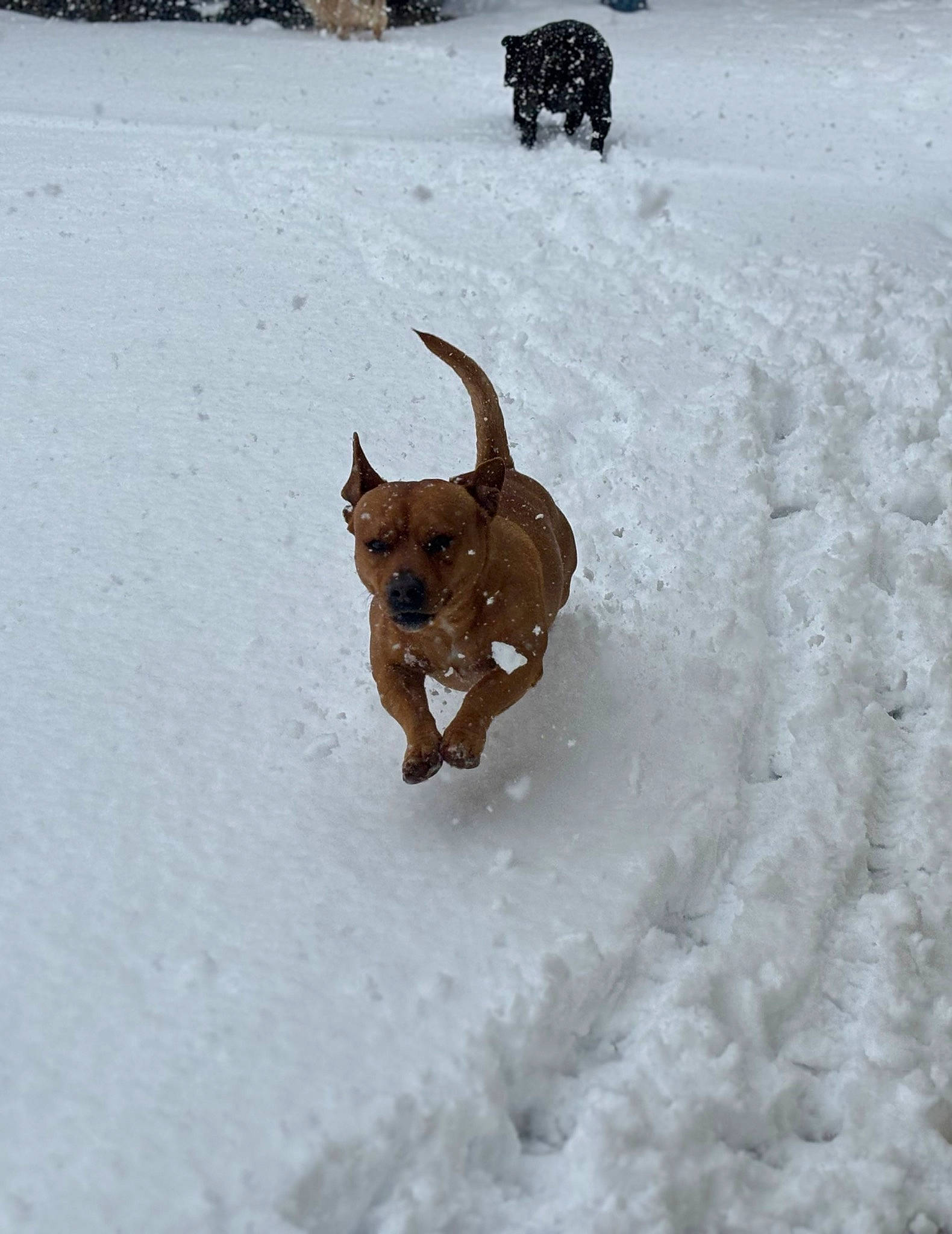 Poot is registered to the contest to win money with this photo: brown, canidae, carnivore, collar, companion_dog, dog, dog_breed, fawn, freezing, hunting_dog, liver, pet_supply, precipitation, snow, sporting_group, tail, winter, working_animal, working_dog