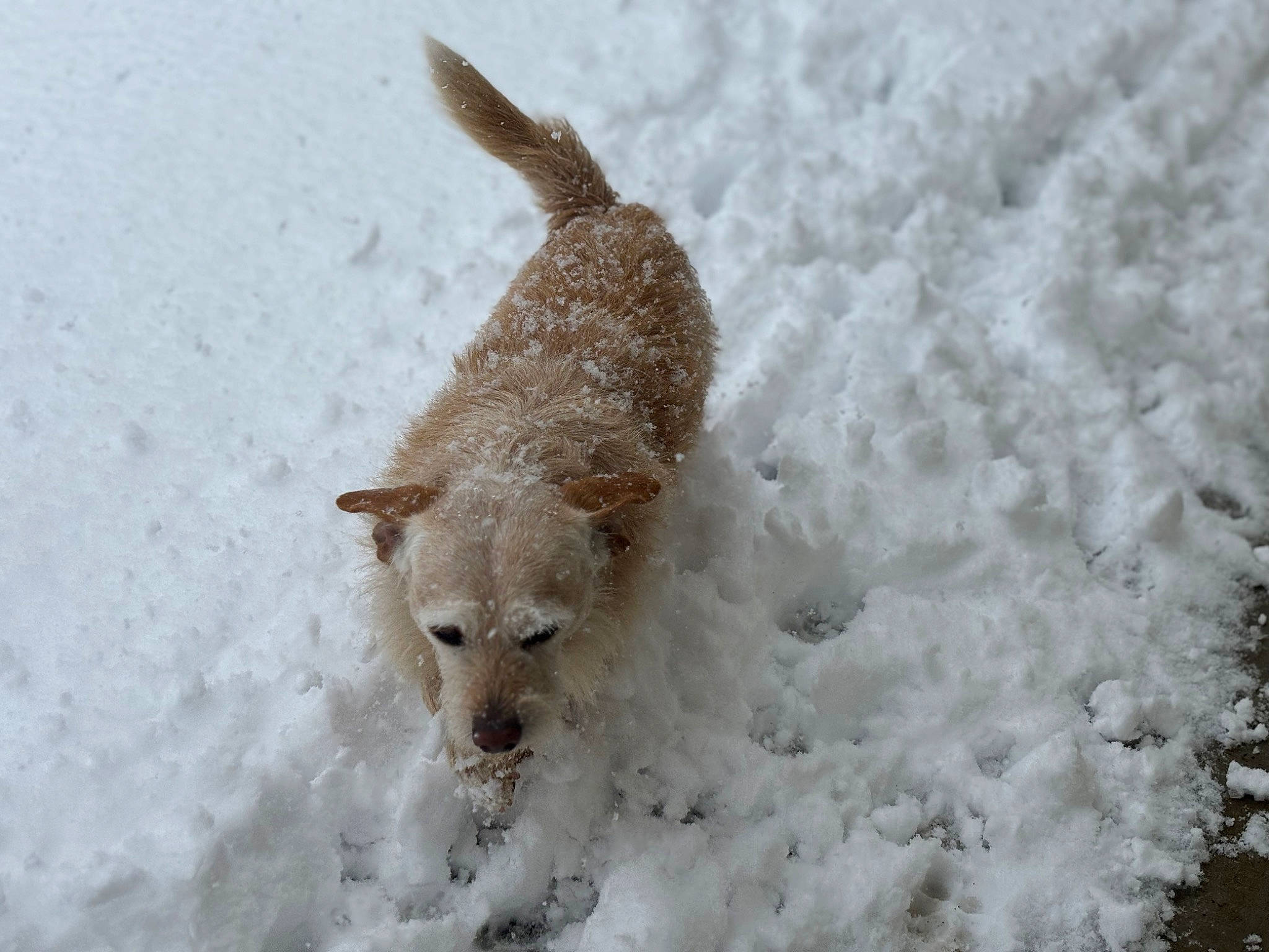 Tigrr is registered to the contest to win money with this photo: canidae, carnivore, companion_dog, dog, dog_breed, fawn, freezing, fur, non_sporting_group, snout, snow, sporting_group, tail, terrestrial_animal, terrier, wildlife, winter, working_animal