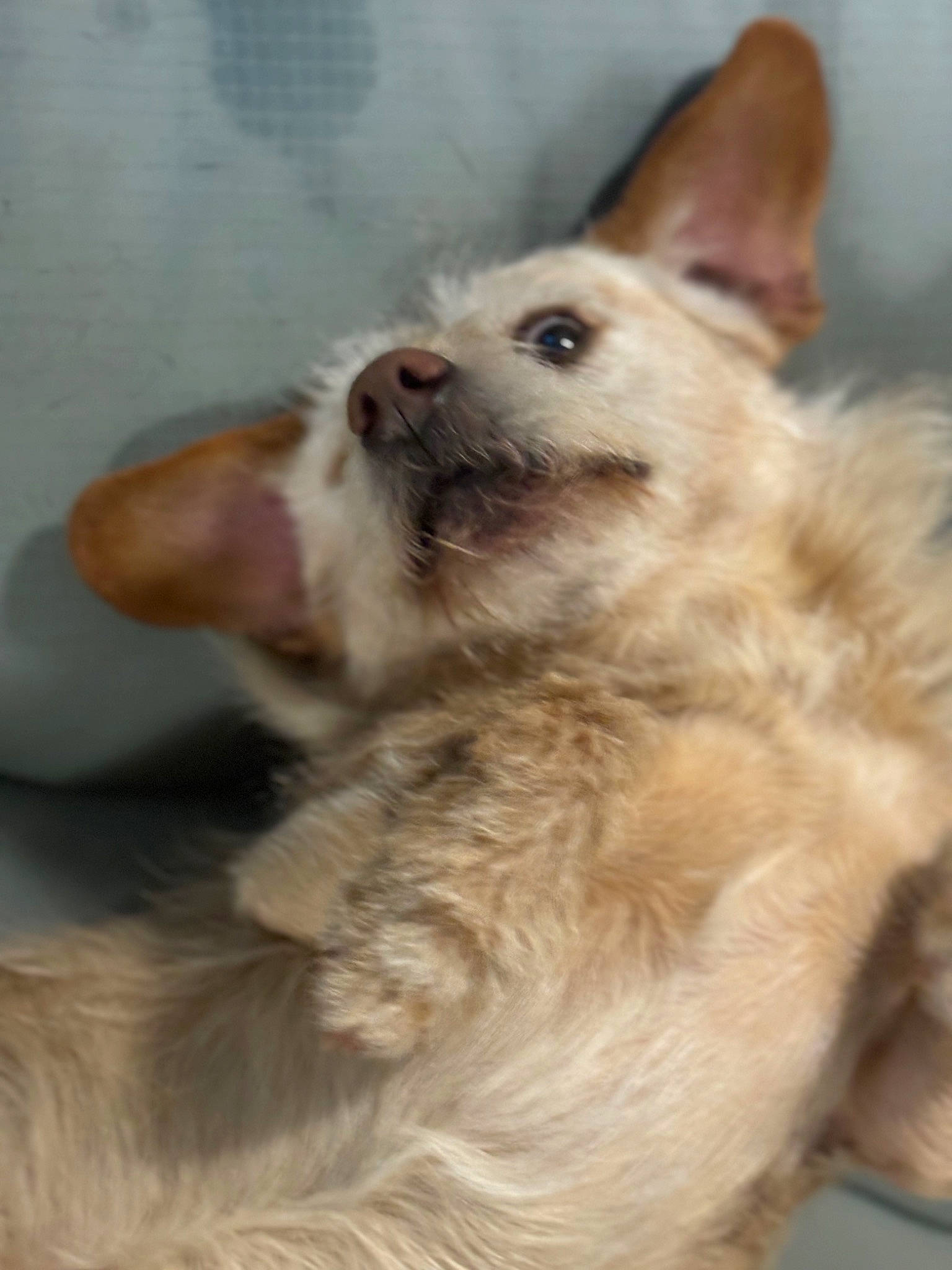 Tigrr joined the competition — help win amazing prizes! canidae, carnivore, companion_dog, dog, dog_breed, ear, east_european_shepherd, fawn, felidae, fur, german_shepherd_dog, paw, puppy, snout, sporting_group, terrestrial_animal, whiskers, wildlife, working_animal, working_dog