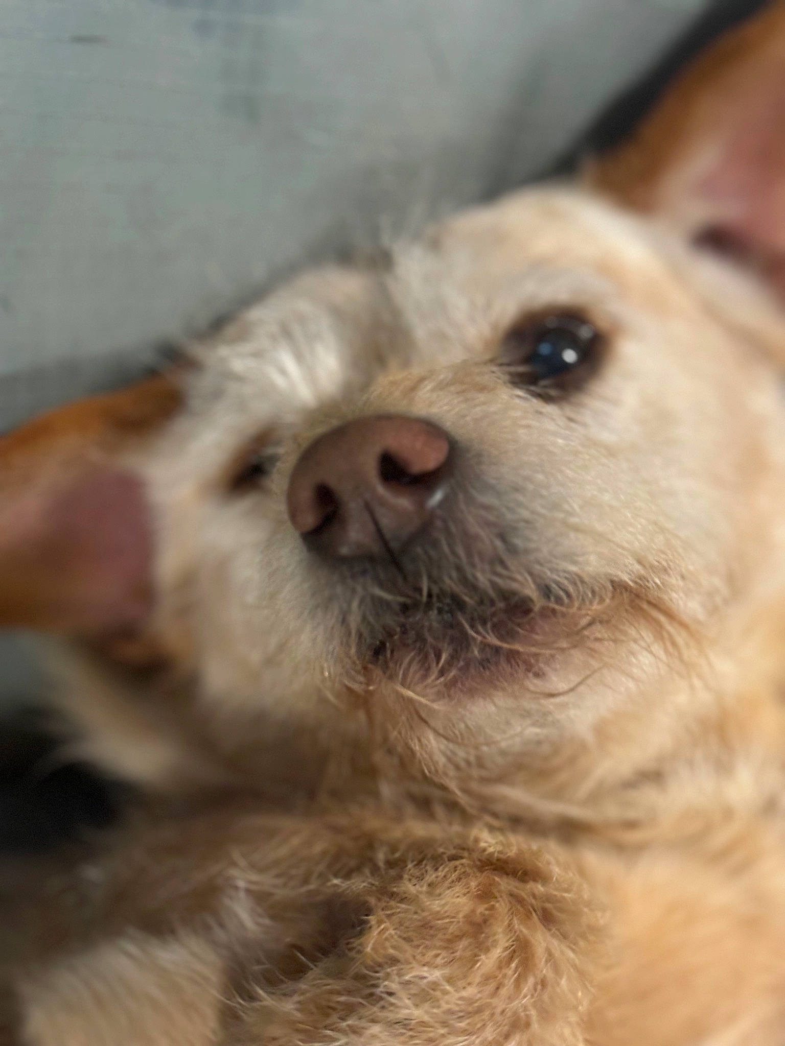 Tigrr is registered to the contest to win money with this photo: ancient_dog_breeds, canidae, carnivore, companion_dog, dog, dog_breed, fawn, fur, non_sporting_group, paw, pomeranian, puppy, snout, sporting_group, street_dog, terrestrial_animal, whiskers, wildlife, working_animal