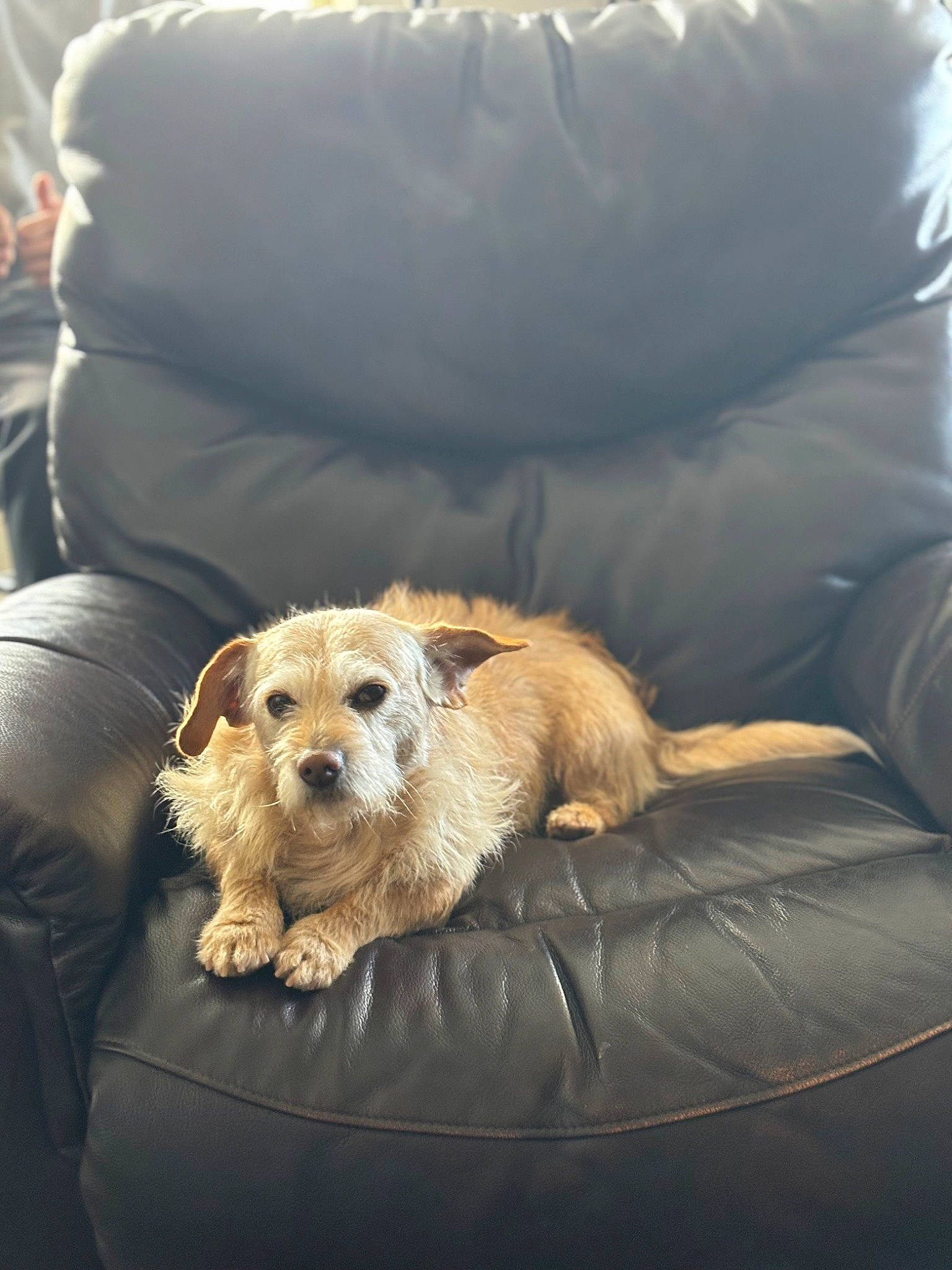 Tigrr joined the competition — help win amazing prizes! canidae, carnivore, clock, comfort, companion_dog, couch, dog, dog_breed, fawn, felidae, fur, living_room, pillow, radio, small_terrier, sporting_group, terrier, toy, toy_dog, yorkshire_terrier