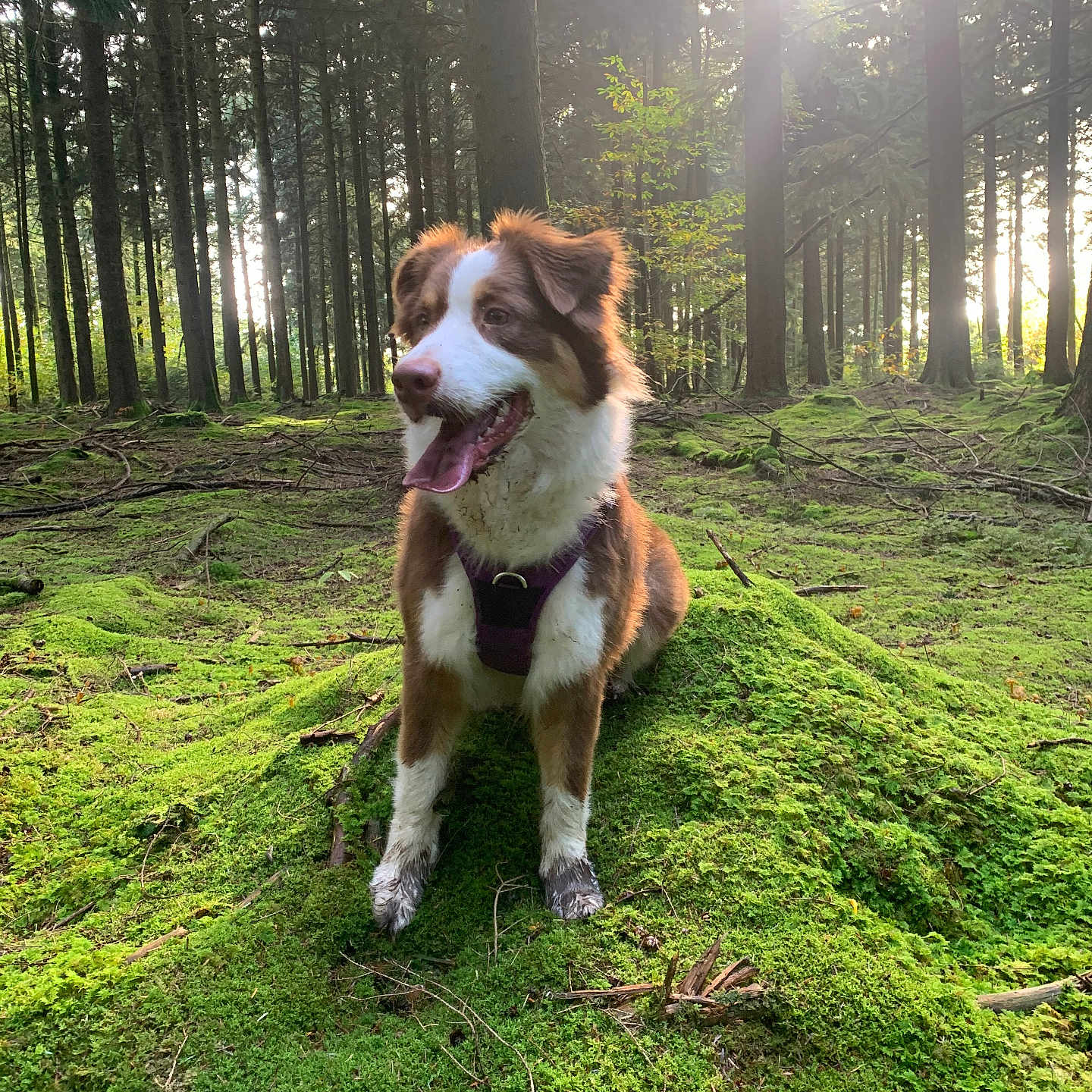 Willow participe au concours pour gagner de l'argent avec cette photo : animal, canine, dog, grass, green, grove, jungle, land, nature, outdoors, park, pet, plant, puppy, rainforest, sky, tree, vegetation, wilderness, woodland