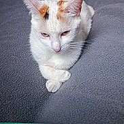 Luna participe au concours pour gagner de l'argent avec cette photo : abyssinian, accessories, angora, animal, blanket, bodypart, cat, couch, cushion, furniture, hardwood, homedecor, indoors, kitten, manx, mouth, pet, siamese, strap, wood