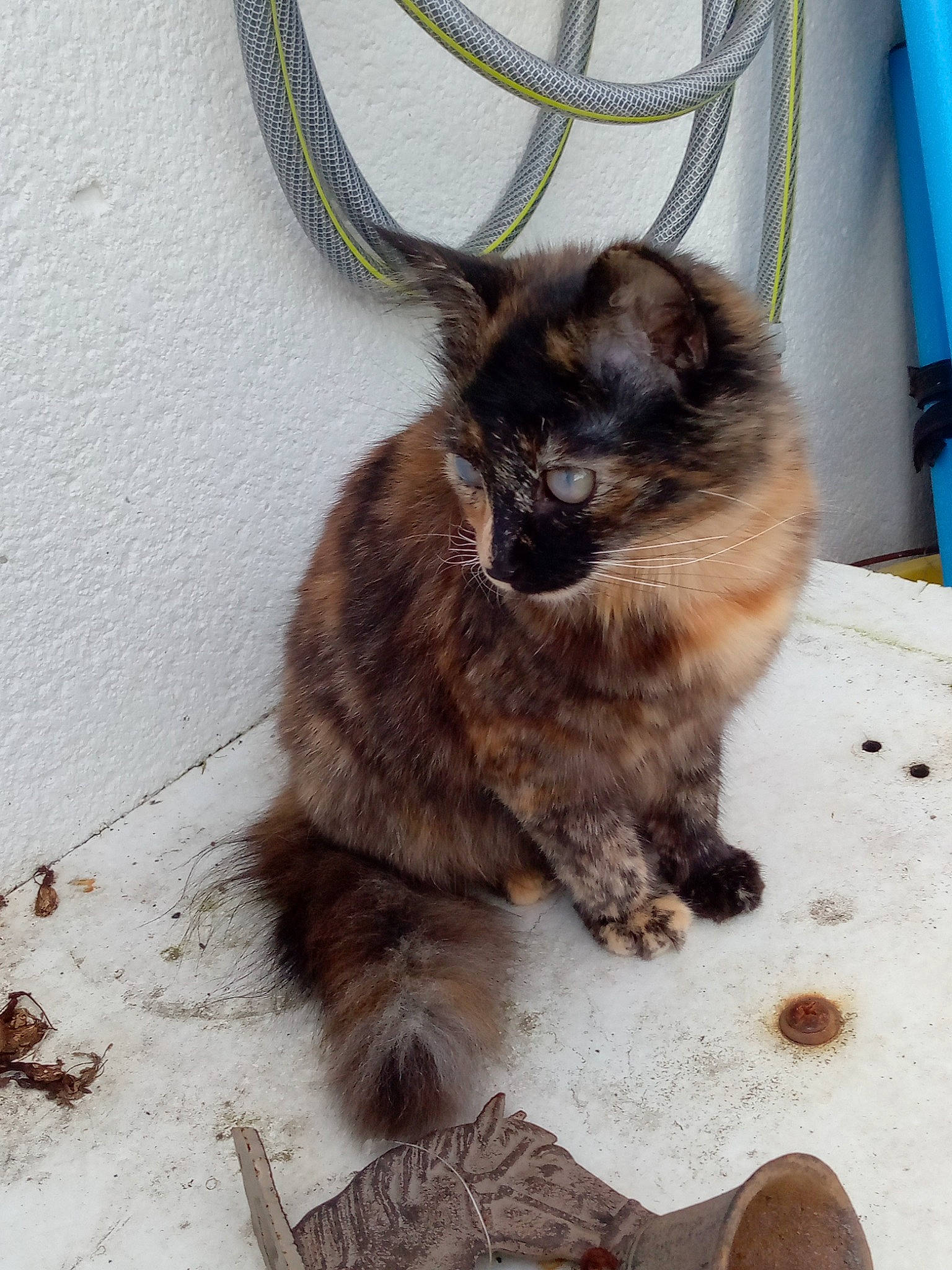 Moumoune participe au concours pour gagner de l'argent avec cette photo : bag, black_cat, canidae, carnivore, cat, claw, dog_breed, domestic_short_haired_cat, fawn, felidae, fur, houseplant, paw, small_to_medium_sized_cats, snout, tail, terrestrial_animal, thai, tonkinese, whiskers