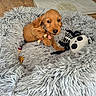 Croquette a rejoint le concours — aidez-le/la à gagner de superbes lots ! puppy, dog, golden_brown, small_dog, pet, animal, sitting, blanket, shaggy_blanket, plush_toy, skeleton_toy, panda, indoors, cozy, cute, portrait, playful, collar, chewing, soft_furnishings