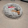 Croquette a rejoint le concours — aidez-le/la à gagner de superbes lots ! dog, puppy, pet, animal, small_dog, brown_fur, dog_bed, shaggy_bed, plush_toy, skeleton_toy, dog_toy, pink_toy, rope_toy, indoor, floor, tile_floor, resting, lying_down, face, cozy