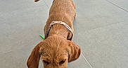 Croquette participe au concours pour gagner de l'argent avec cette photo : dog, brown_dog, pet, animal, harness, short_fur, floppy_ears, tail, sniffing, curious, indoor, tiled_floor, home, basket, close_up, standing, portrait, canine, companion_animal, photography