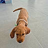 dog, brown_dog, pet, animal, harness, short_fur, floppy_ears, tail, sniffing, curious, indoor, tiled_floor, home, basket, close_up, standing, portrait, canine, companion_animal, photography