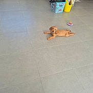 Croquette participe au concours pour gagner de l'argent avec cette photo : dog, puppy, golden_dog, lying_down, floor, tile_floor, indoor, home, pet, animal, brown_fur, floppy_ears, small_dog, relaxed, playful, toy, basketball, slipper, container, photography