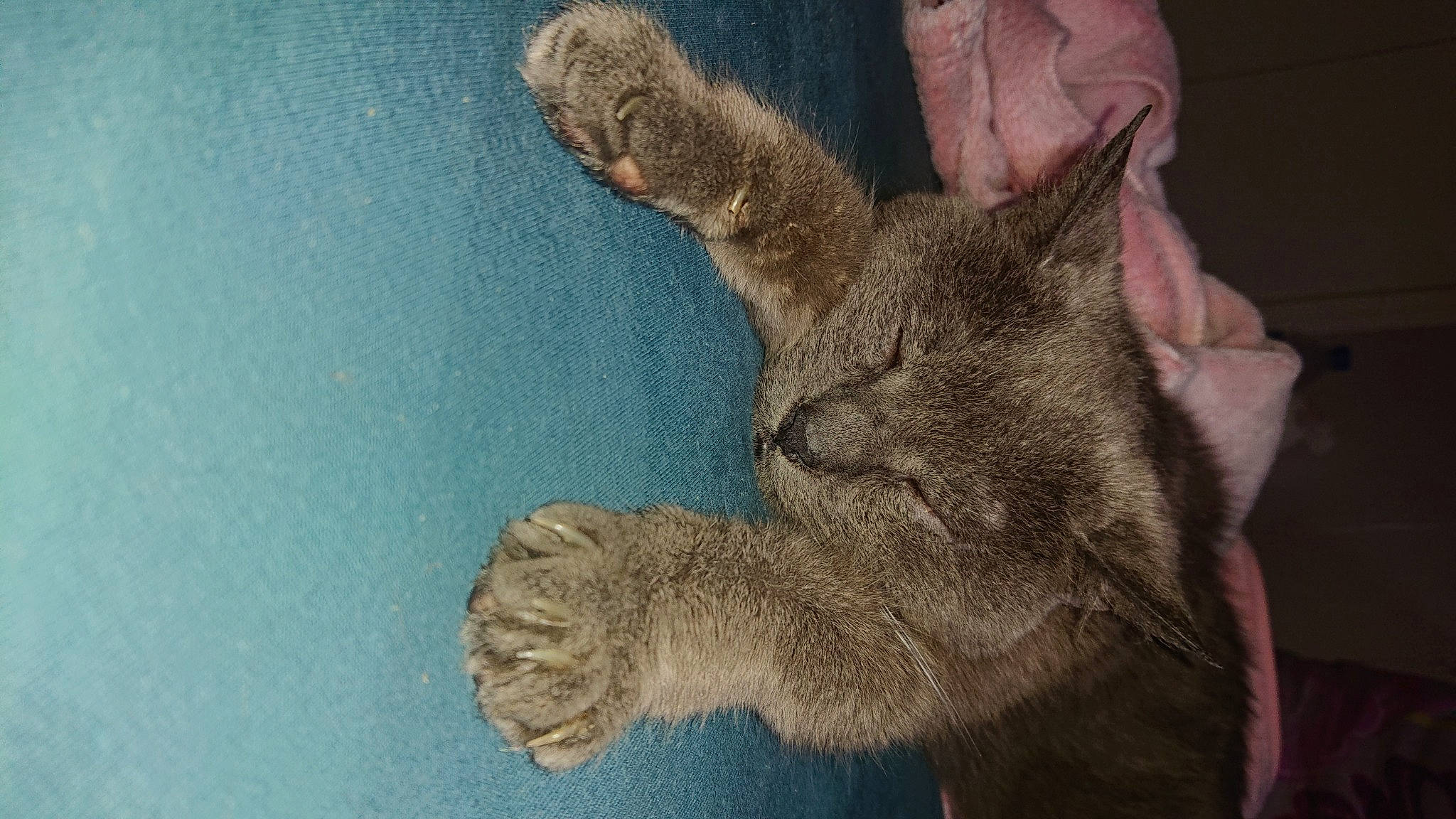 Vanilla a rejoint le concours — aidez-le/la à gagner de superbes lots ! asian, carnivore, cat, chausie, claw, domestic_short_haired_cat, european_shorthair, fawn, felidae, fur, german_rex, kitten, paw, pixie_bob, polydactyl_cat, small_to_medium_sized_cats, snout, tabby_cat, tail, whiskers