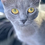 Nana participe au concours pour gagner de l'argent avec cette photo : cat, gray_cat, yellow_eyes, close_up, pet, animal, feline, whiskers, ears, fur, domestic_cat, cute, curious, portrait, indoor, soft_light, blurred_background, focus, face, muzzle