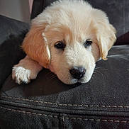 Polar joined the competition — help win amazing prizes! adorable, animal, closeup, companion, couch, cute, dog, domestic_animal, face, fluffy, fur, golden_retriever, indoor, nostalgia, pet, puppy, resting, sleepy, soft, young