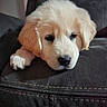 puppy, dog, golden_retriever, pet, cute, sleepy, couch, indoor, fur, closeup, animal, face, nostalgia, soft, adorable, resting, young, fluffy, domestic_animal, companion