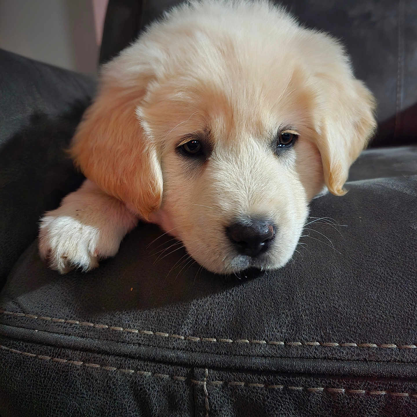 Polar joined the competition — help win amazing prizes! adorable, animal, closeup, companion, couch, cute, dog, domestic_animal, face, fluffy, fur, golden_retriever, indoor, nostalgia, pet, puppy, resting, sleepy, soft, young