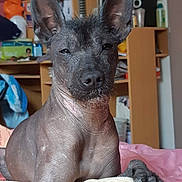 Cactus a rejoint le concours — aidez-le/la à gagner de superbes lots ! dog, hairless, large_ears, pet, animal, indoor, bed, furniture, clutter, room, resting, paw, close_up, portrait, domestic, canine, relaxed, skin, expression, household